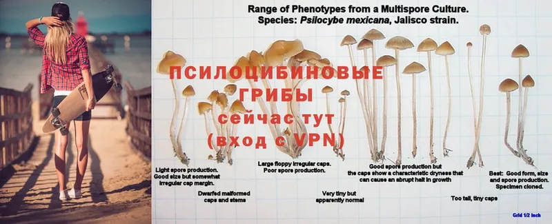 Псилоцибиновые грибы прущие грибы  Десногорск 